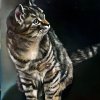 tijger annie